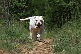 BOULEDOGUE AMERICAIN 049